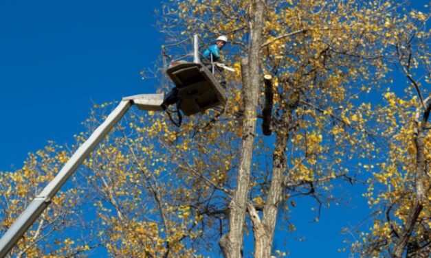 Metszési és gallyazási munkálatokat végez az E.ON Fehérváron
