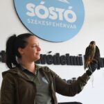 Vadvasárnapot rendeznek a Sóstó Vadvédelmi Központban
