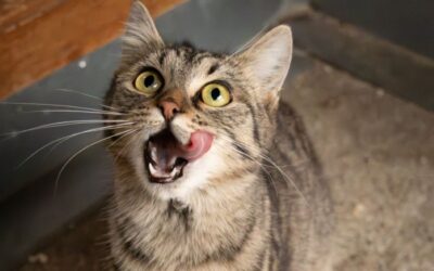 Cicás kávézóba várja az önkénteseket vasárnap a HEROSZ Fehérvári Állatotthona