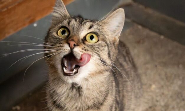 Cicás kávézóba várja az önkénteseket vasárnap a HEROSZ Fehérvári Állatotthona